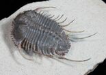 Phenomenal Cyphaspides Trilobite - Free-Standing Spines #11424-5